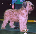 Babetta, 400x382p, 40kb, photo: Trubina Babetta, 400x382p, 40kb, photo: Trubina