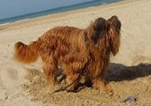 Dorian on a beach (Anapa), 2005, photo: Sotov, 400x300p, 30kb