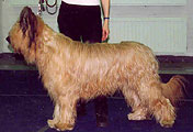 Dunkan, 23.11.03, StPeterburg, regional show of Briardclub, photo: Bryzgalov, 400x272p, 29kb Dunkan, 23.11.03, StPeterburg, regional show of Briardclub, photo: Bryzgalov, 400x272p, 29kb
