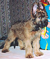 Fines Favorit Sherif, 255x300p, 30kb