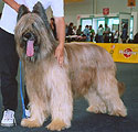Falco Kasiterit, 2003, photo: Trubina, 350x354p, 36kb