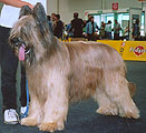 Falco Kasiterit, 2003, photo: Trubina, 318x300p, 30kb