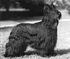 Gilly, photo from Polish Briard Magazin, 328x276p, 15kb