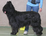 Gwendolen, 3,5 years, Moscow, 23.05.04, National show of Briardclub, 1st place in champions class, photo: Moskovchuk, 350x288p, 20kb