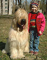 Kasja, 16 months, photo: Maruh, 280x360p, 48kb Kasja, 16 months, photo: Maruh, 280x360p, 48kb