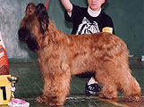 Lazzy, Best female on show of National Briardclub 2003, Moscow, 306x236p, 15kb, photo: Matselik