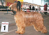 Monika, Minsk (Byelorussia), 6.04.02, RCACIB, photo: Trubina, 688x500p, 94kb Monika, Minsk (Byelorussia), 6.04.02, RCACIB, photo: Trubina, 688x500p, 94kb