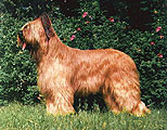 briard Apollo, StPeterburg, 2001, photo: Golynia, 376x300p, 47kb