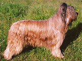 briard Apollo, StPeterburg, 27.06.03, photo: Trubina, 400x304p, 57kb