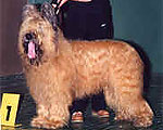 Timon, CW & 3rd male on show of National Briardclub, Moscow, 8.06.03, photo: Matselik