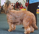Zenia du Champ d'Ardoye, 2.10.03, photo: Trubina, 337x300p, 30kb Zenia du Champ d'Ardoye, 2.10.03, photo: Trubina, 337x300p, 30kb