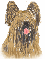briard 6, © Osaulenko 2001 briard 6, © Osaulenko 2001