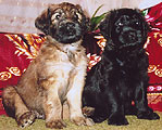 briard puppies Egory and Euripid Mohnatoe Chudo, 1 month, Murmansk area, photo: Trubina