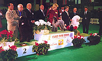 Championship of Europe in Paris. The prizewinner: kerry blue terrier, newfoundland and big white poodle. Photo: Trubina