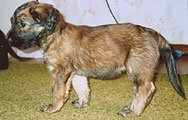 briard puppy Egory, 1 month, photo: Trubina