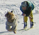Desimon Emmanuel & Elena Kozlova, Skijoring Championship, 100m, photo: Belinskaya