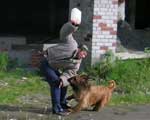 briard Monika on competition Controlable City Dog, photo: Bulynya, 500x400p, 40kb