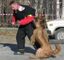 briard Monika - 3rd place in group B at The Ring Championship of Murmansk area, photo: Kalinina, 500x470p, 40kb