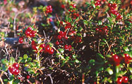 Red bilberry, photo: Altukhov, 622x400p, 99kb