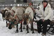 Lovozero - Reindeers races, march 2008, photo: Fiodorova, 600x400p, 40kb