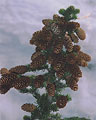 Spruce with cones, photo: Savotkin, 400x500p, 44kb