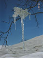 Icicle on branches, photo: Savotkin, 340x500p, 29kb