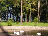 Petrodvorets, the Swans' basin. Photo: Prokhorova 2006, 500x310p, 40kb Petrodvorets, the Swans' basin. Photo: Prokhorova 2006, 500x310p, 40kb