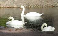 Petrodvorets, swans. Photo: Prokhorova 2006, 700x400p, 40kb