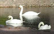 Petrodvorets, swans. Photo: Prokhorova 2006, 700x400p, 40kb Petrodvorets, swans. Photo: Prokhorova 2006, 700x400p, 40kb