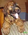 briard puppy out from Mohnatoe Chudo Dorian Maximilian and Charodei Berta, photo: Malinina, 300x400p, 40kb briard puppy out from Mohnatoe Chudo Dorian Maximilian and Charodei Berta, photo: Malinina, 300x400p, 40kb