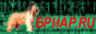 come back to Briard.RU come back to Briard.RU