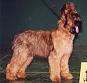 Beauté, 7,5 months, 8.06.03, National Show of Briardclub, Best puppy, photo: Matselik, 366x365p, 35kb
