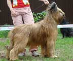 briard Beauté, photo: Pekelis, 450x400p, 40kb briard Beauté, photo: Pekelis, 450x400p, 40kb