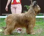 briard Beauté, photo: Pekelis, 550x460p, 40kb briard Beauté, photo: Pekelis, 550x460p, 40kb