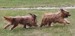 Dafna and Dunkan, july 2005, photo: Bryzgalov, 520x250p, 42kb