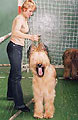 Dendy and his breeder Olga Pokidysheva, vg in juniorclass, 197x302p, 20kb