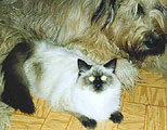 Mohnatoe Chudo Dunkan McLeod and neva masguerade cat Astrid Silk Mask, photo: Bryzgalov, 385x300p, 36kb