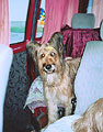 Emma in the car, 27.06.04, road from StPetersbourg, photo: Trubina, 300x460p, 45kb