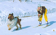 Emma and Elena Kozlova, Skijoring Championship of Kirovsk, distance 400m, 7.03.04, photo: Trubina, 500x281p, 33kb