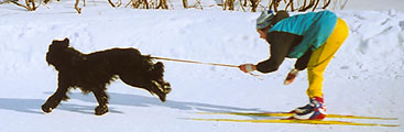 Gelios and her onwer Elena Kozlova, Skijoring Championship of Kirovsk, distance 100 m, 7.03.04, photo: Trubina, 500x211p, 31kb