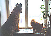 Monika and Konfuzij on the window-sill, photo: Trubina, 500x349p, 39kb