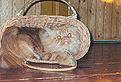Konfuzij in the basket, photo: Trubina, 400x312p, 40kb