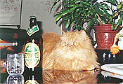 Konfuzij and the beer, photo: Trubina, 400x275p, 38kb