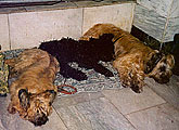 Monika, Gelios and Apollo in railway station (Moscow, May 2001), photo: Trubina, 485x300p, 47kb