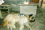 Apollo: One kitten, two kitten..., photo: Kozlova, 400x350p, 52kb