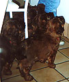 puppies with they breeder Viviane, 15.12.02, photo: Kozlova, 350x499p, 41kb