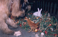 The rabbit, the chicken, the onion. Photo: Kozlova, 473x300p, 53kb