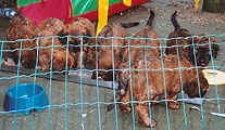 all puppies, 15.12.02, photo: Kozlova, 522x350p, 72kb