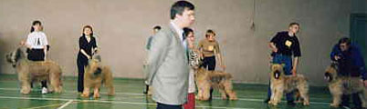 Show of briardclub, Moscow 8.06.03, competition Best reprodutor (Apollo, VotreRevu, Dendy, Delamen, Dunkan), photo: Seregina.