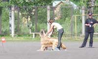 briard Monika and Yana, photo: Alexandrova, 600x350p, 40kb briard Monika and Yana, photo: Alexandrova, 600x350p, 40kb